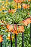 Garland Star, Fritillaria Imperialis