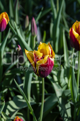 Tulipa Spring Surprise