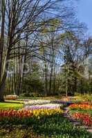 Keukenhof garden and its flowers during spring in Netherlands