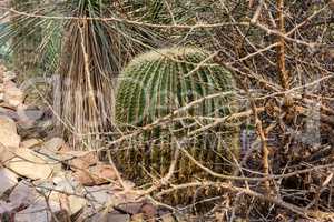 Cactus after its flower period