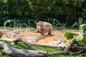 African white Rhino