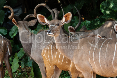 Kudu Antelopes