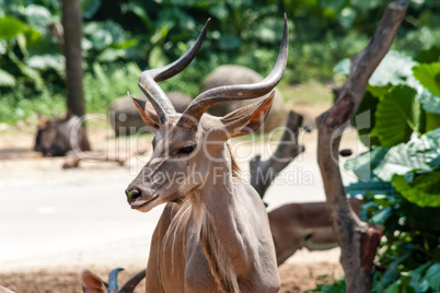 Kudu antelope from Africa