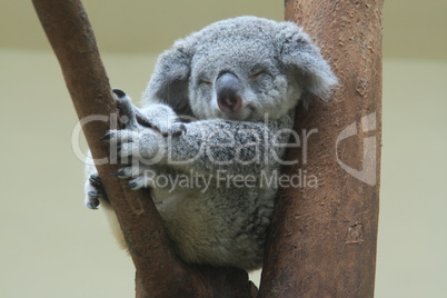 koala resting and sleeping on his tree