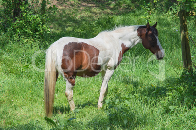 Braun weißes Pferd auf einer Weide