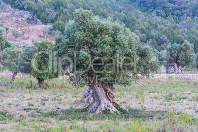 Olivenbaum Plantage auf Mallorca