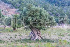 Olivenbaum Plantage auf Mallorca