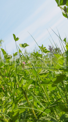 Meadow grass