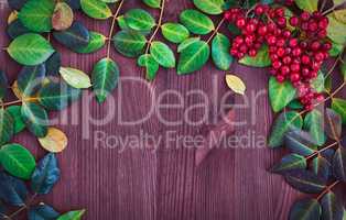 Viburnum branch and leaves on brown wooden surface