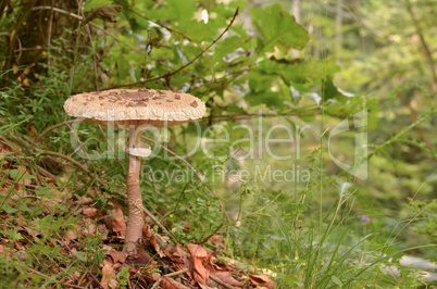 Parasol mushroom on a slope