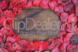 Wooden background with red leaves around