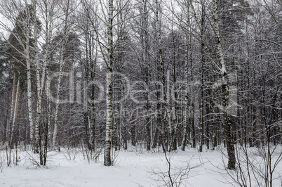 In the winter snowy forest