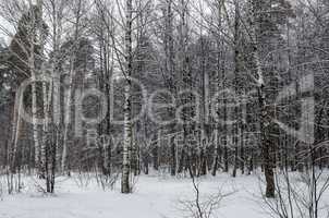 In the winter snowy forest