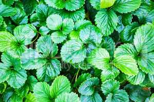 Green leaves of a strawberry