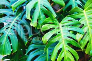 Green monstera leaves