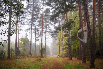 Autumn forest landscape