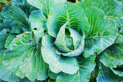 Cabbage in vegetable garden
