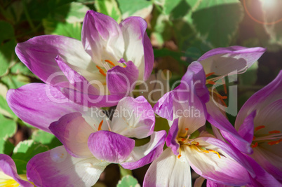 bush of purple crocuses