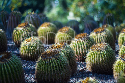 Cactus in desert .