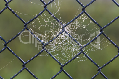cobweb dew