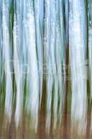 Blurred abstract of a forest in autumn
