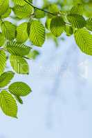 Beautiful, harmonious forest detail, with hornbeam leaves