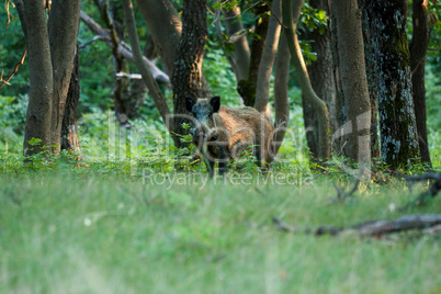 Wild boar on the forest in springtime