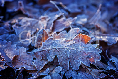 Oak leaves in winter