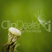 A kernel has already stayed on the dandelion