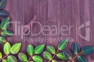 Wooden brown background with rose leaves