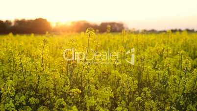 Rapeseed field at sunset or sunrise
