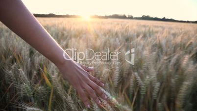 female girls hand feeling the top of a field of barley