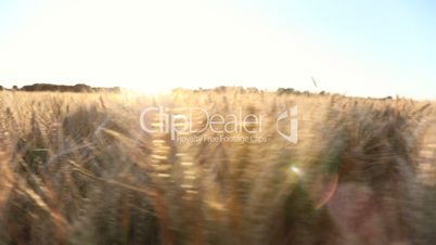 Tracking shot of wheat or barley field at sunset or sunrise