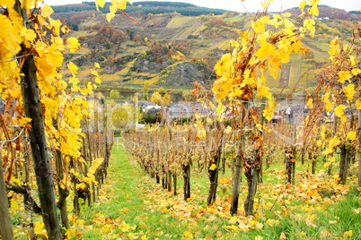 steile Weinlagen an der Mosel