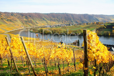 Weinberge bei Kröv an der Mosel