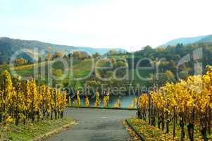 Weinberge und Wege im Moseltal