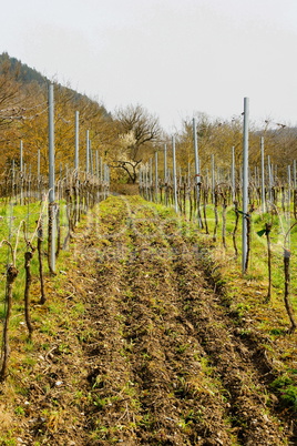 Weinberg im Frühling