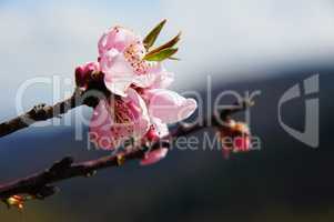 rosa Pfirsichblüten