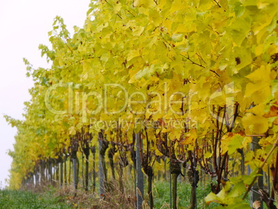 Weinberg im Herbst