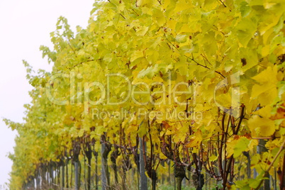 Weinberg im Herbst