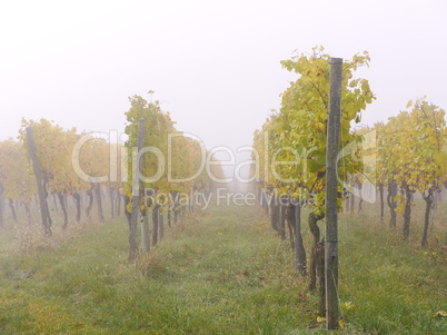 Weinberg im Herbst