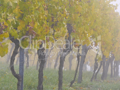 Weinberg im Herbst