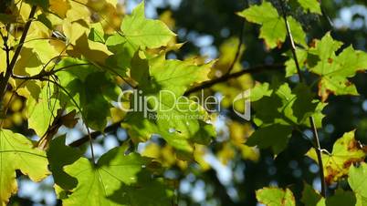 Autumn maple leaves on sky background.