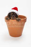 Cute Spaniel Puppy Dog in Flower Pot Wearing Santa Hat