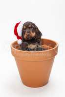Cute Spaniel Puppy Dog in Flower Pot Wearing Santa Hat