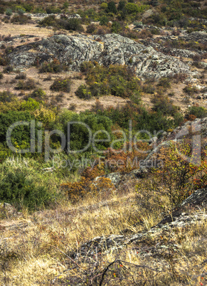 trees and bushes at canyon