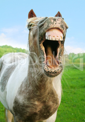 The laughing Horse