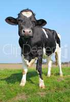 The looking cow