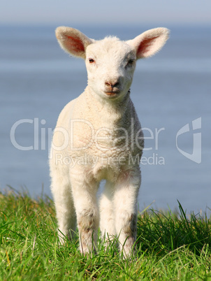 Little lamb with big ears