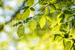 Beautiful, harmonious forest detail, with hornbeam leaves